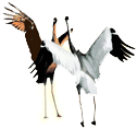 Cranes fight and just won't write